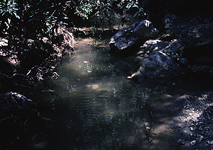 LEICA M3, SUMMICRON 2/50